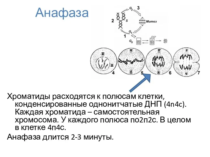 Анафаза Хроматиды расходятся к полюсам клетки, конденсированные однонитчатые ДНП (4n4c).