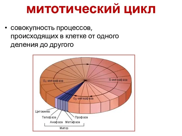 митотический цикл совокупность процессов, происходящих в клетке от одного деления до другого