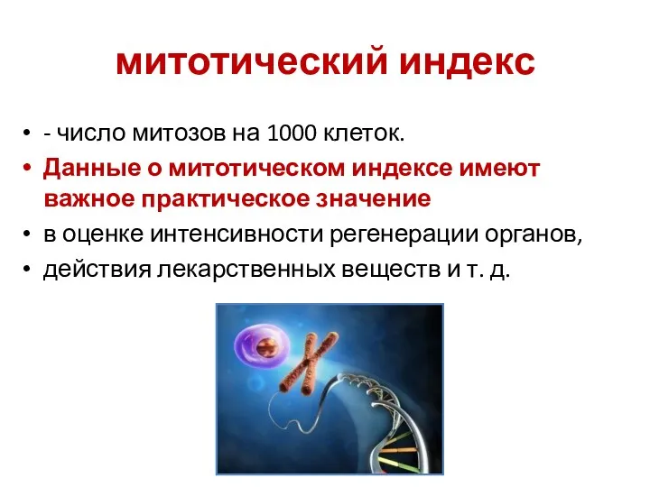 митотический индекс - число митозов на 1000 клеток. Данные о