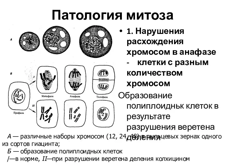 Патология митоза 1. Нарушения расхождения хромосом в анафазе - клетки