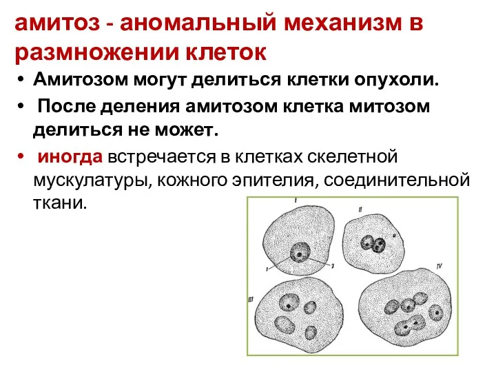 амитоз - аномальный механизм в размножении клеток Амитозом могут делиться