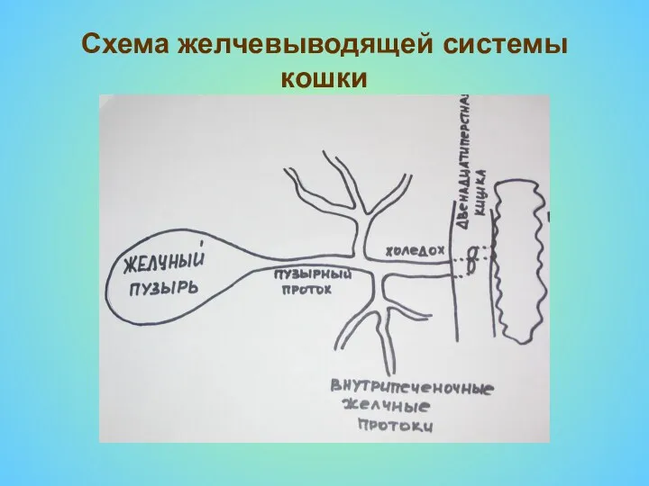 Схема желчевыводящей системы кошки