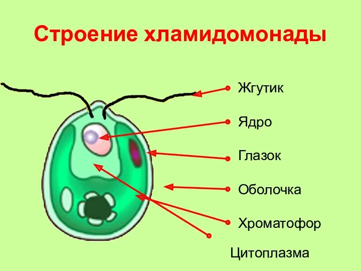 Строение хламидомонады