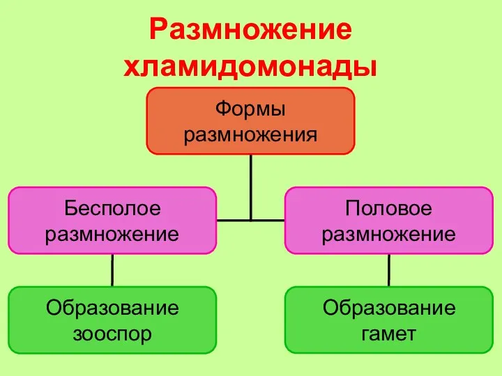 Размножение хламидомонады