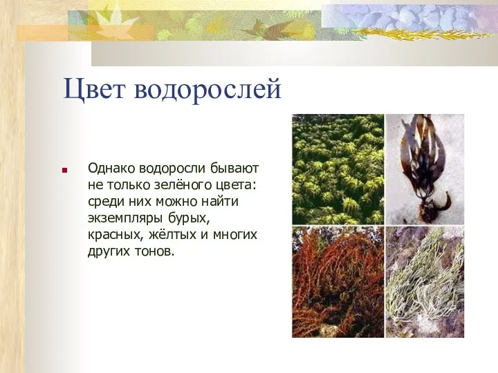 Цвет водорослей Однако водоросли бывают не только зелёного цвета: среди