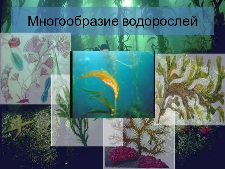 Многообразие водорослей