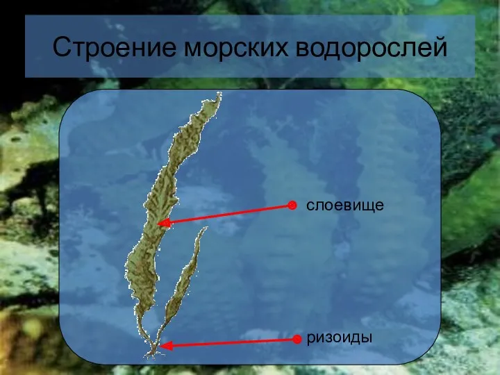 Строение морских водорослей