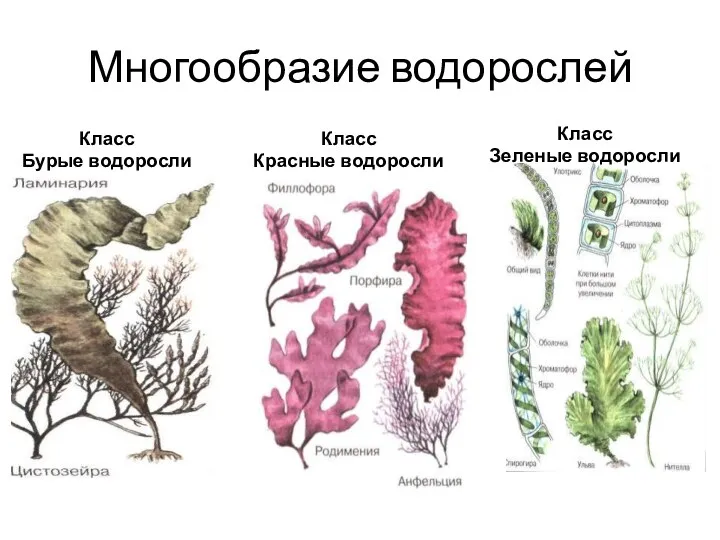 Многообразие водорослей Класс Бурые водоросли Класс Красные водоросли Класс Зеленые водоросли