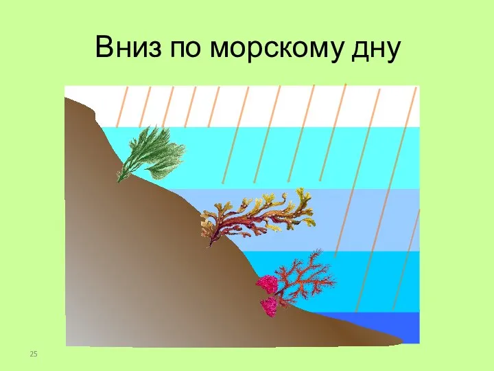 Вниз по морскому дну