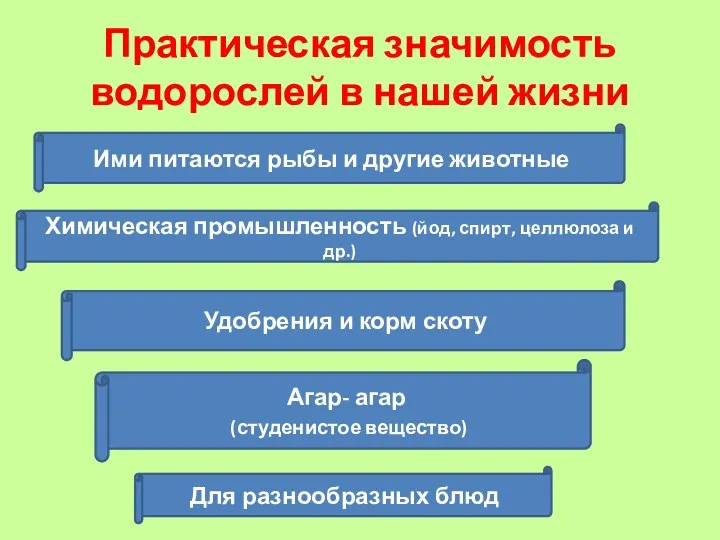 Практическая значимость водорослей в нашей жизни Химическая промышленность (йод, спирт,