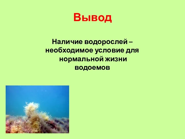 Вывод Наличие водорослей – необходимое условие для нормальной жизни водоемов