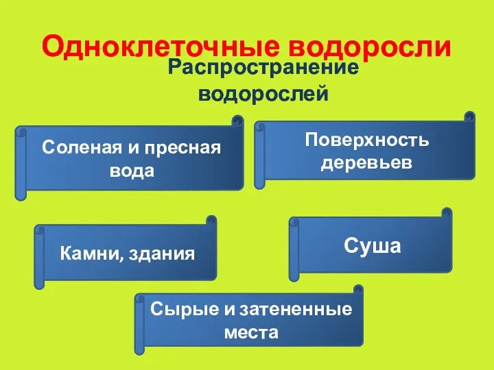 Одноклеточные водоросли Распространение водорослей Соленая и пресная вода Суша Поверхность