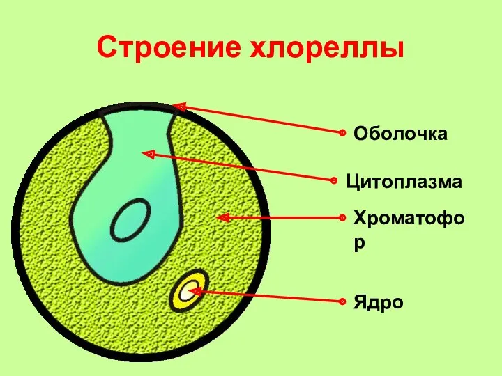 Строение хлореллы