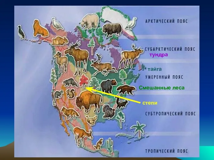 тундра тайга Смешанные леса степи