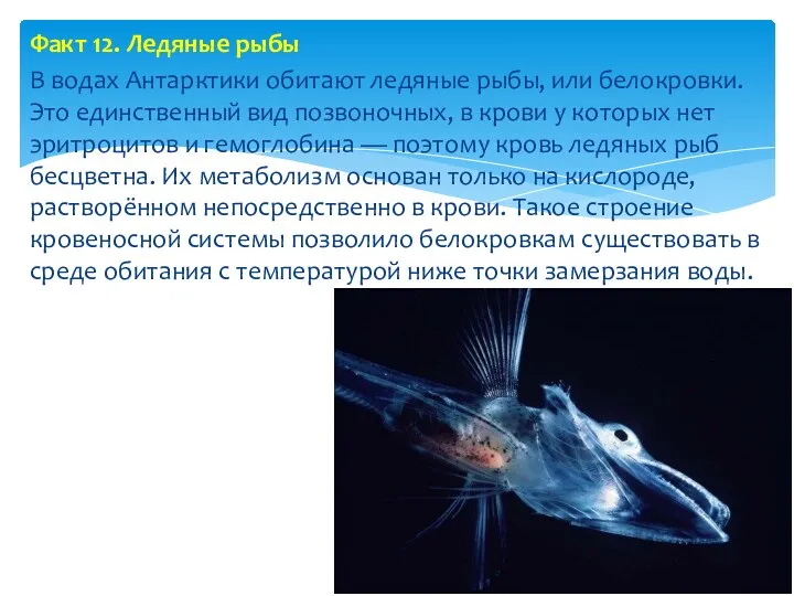 Факт 12. Ледяные рыбы В водах Антарктики обитают ледяные рыбы, или белокровки. Это