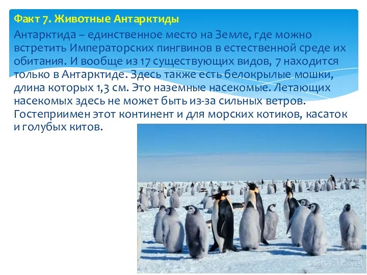 Факт 7. Животные Антарктиды Антарктида – единственное место на Земле, где можно встретить