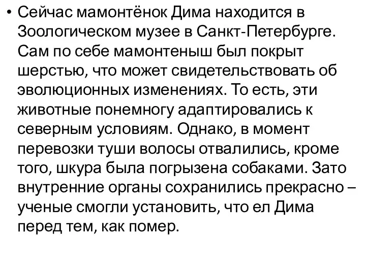 Сейчас мамонтёнок Дима находится в Зоологическом музее в Санкт-Петербурге. Сам по себе мамонтеныш