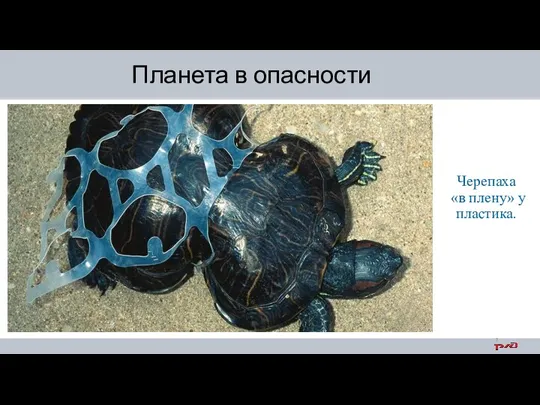 Черепаха «в плену» у пластика. Планета в опасности