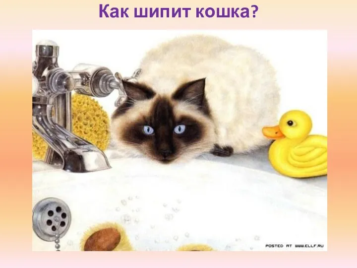 Как шипит кошка?