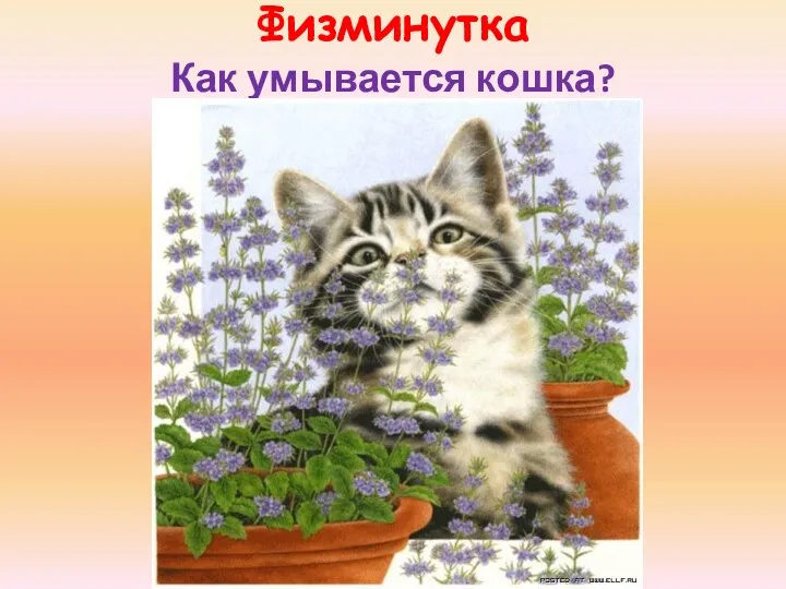 Физминутка Как умывается кошка?