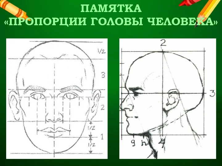 ПАМЯТКА «ПРОПОРЦИИ ГОЛОВЫ ЧЕЛОВЕКА»