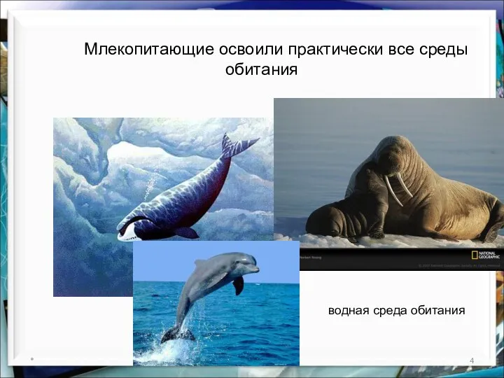 * http://aida.ucoz.ru Млекопитающие освоили практически все среды обитания водная среда обитания