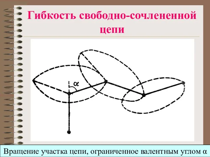 Гибкость свободно-сочлененной цепи Вращение участка цепи, ограниченное валентным углом α