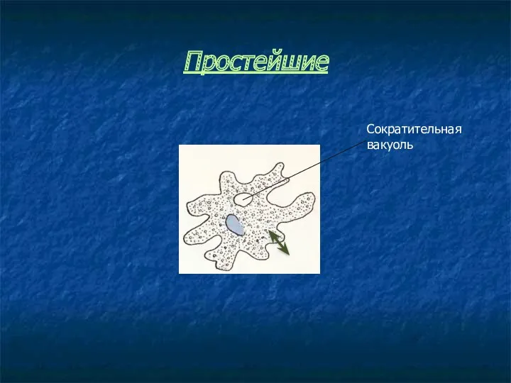 Простейшие Сократительная вакуоль