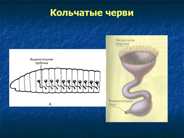 Кольчатые черви