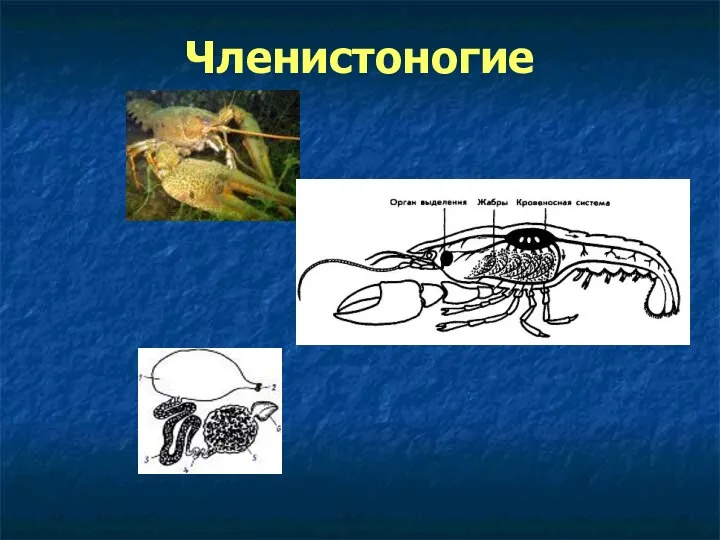 Членистоногие