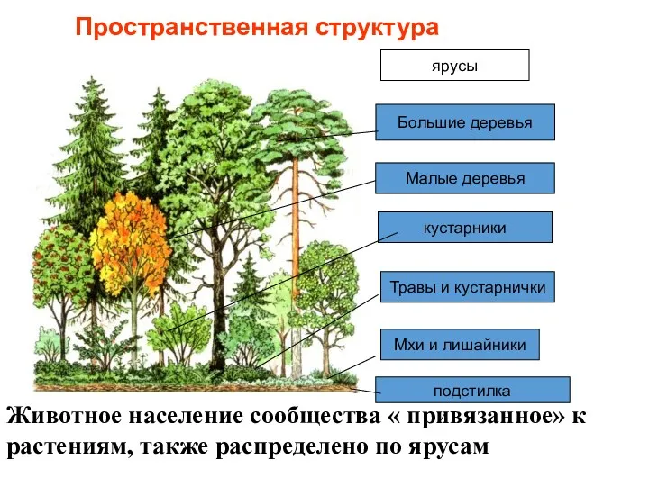 Пространственная структура ярусы Большие деревья Малые деревья кустарники Травы и