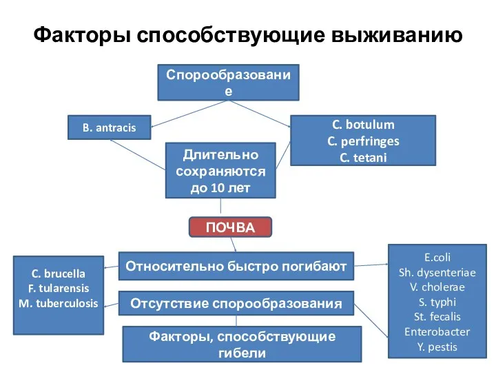 Факторы способствующие выживанию Спорообразование B. antracis C. botulum C. perfringes