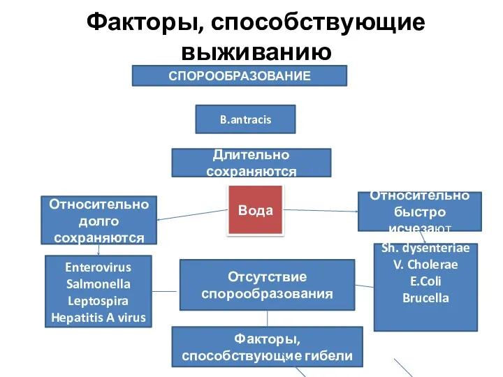 Факторы, способствующие выживанию СПОРООБРАЗОВАНИЕ B.antracis Длительно сохраняются Вода Относительно долго