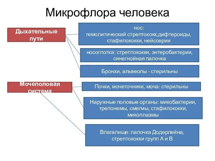 Микрофлора человека нос: гемолитический стрептококк,дифтероиды, стафилококки, нейссерии Дыхательные пути носоглотка: