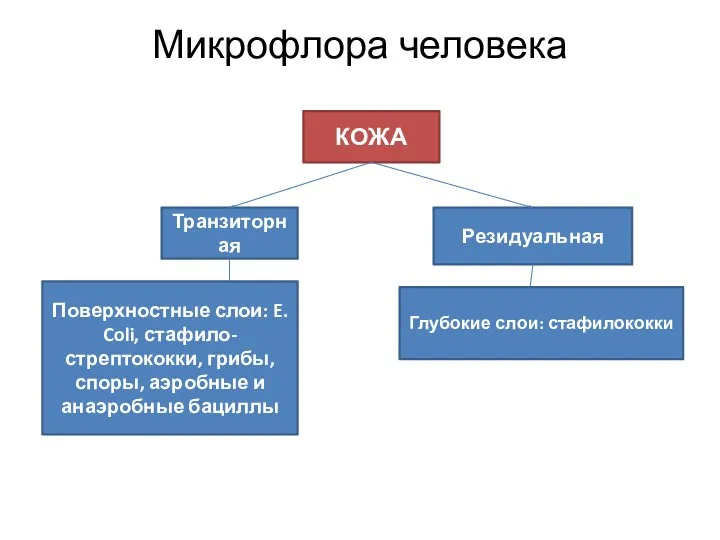 Микрофлора человека КОЖА Транзиторная Резидуальная Поверхностные слои: E. Coli, стафило-стрептококки,