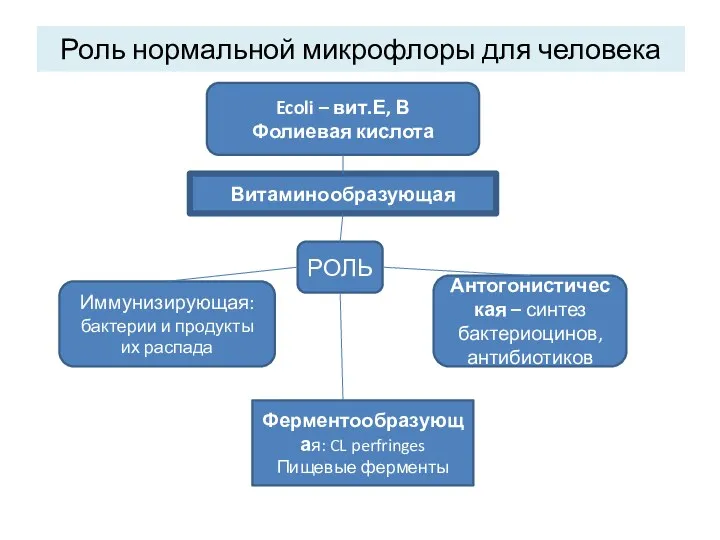 Роль нормальной микрофлоры для человека РОЛЬ Витаминообразующая Иммунизирующая: бактерии и