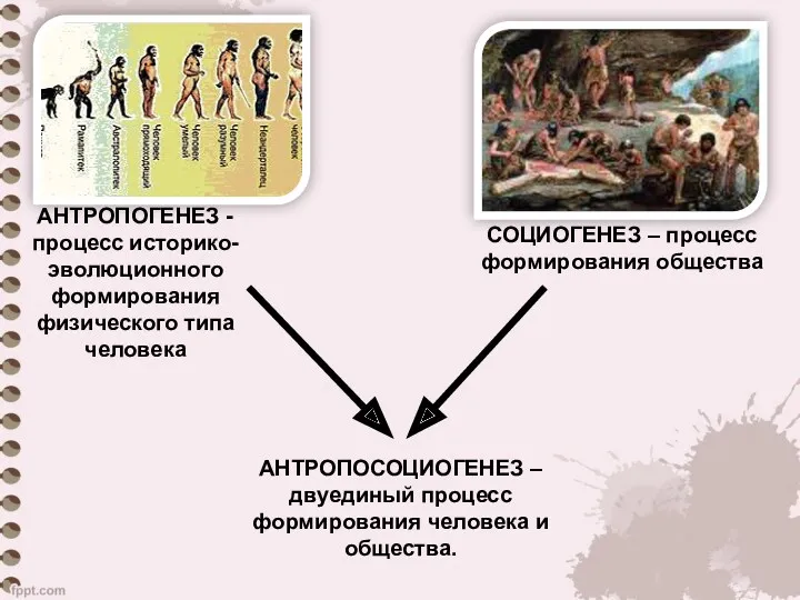 АНТРОПОГЕНЕЗ - процесс историко-эволюционного формирования физического типа человека СОЦИОГЕНЕЗ –