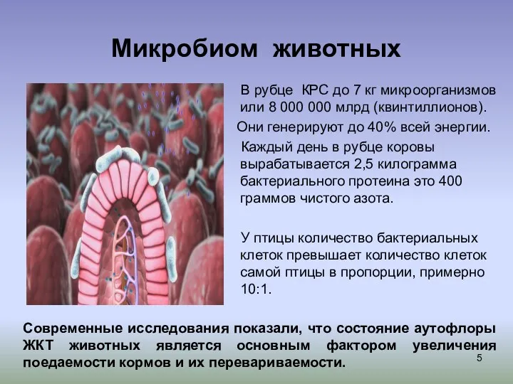 Микробиом животных В рубце КРС до 7 кг микроорганизмов или 8 000 000