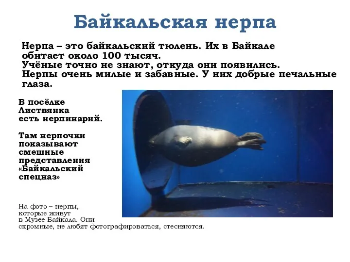 Байкальская нерпа Нерпа – это байкальский тюлень. Их в Байкале