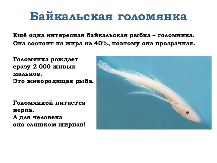 Байкальская голомянка Ещё одна интересная байкальская рыбка – голомянка. Она