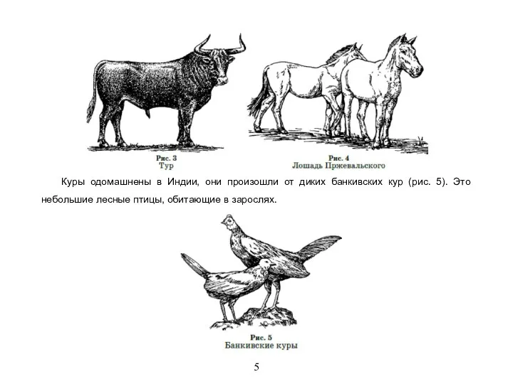 5 Куры одомашнены в Индии, они произошли от диких банкивских