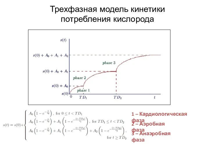 Трехфазная модель кинетики потребления кислорода 1 – Кардиологическая фаза 2