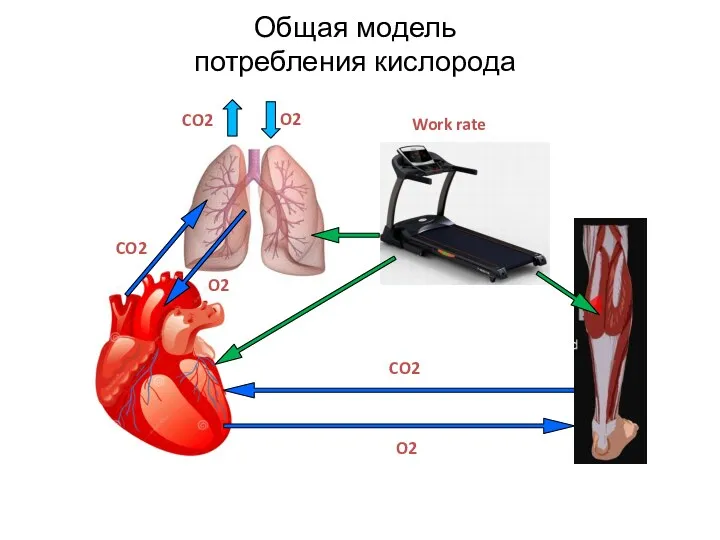 Общая модель потребления кислорода CO2 CO2 O2 O2 CO2 O2 Work rate