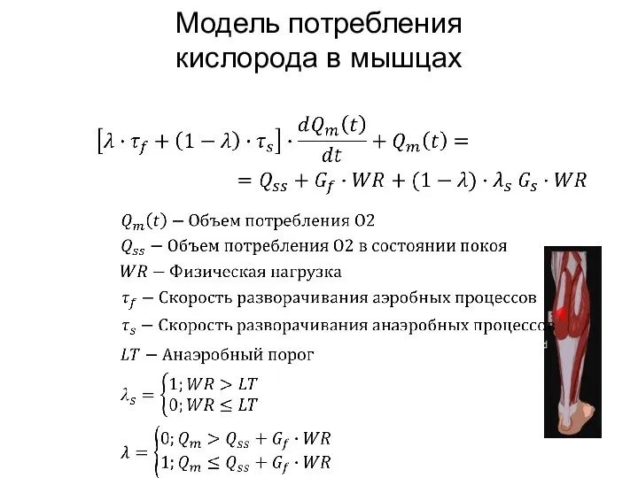 Модель потребления кислорода в мышцах