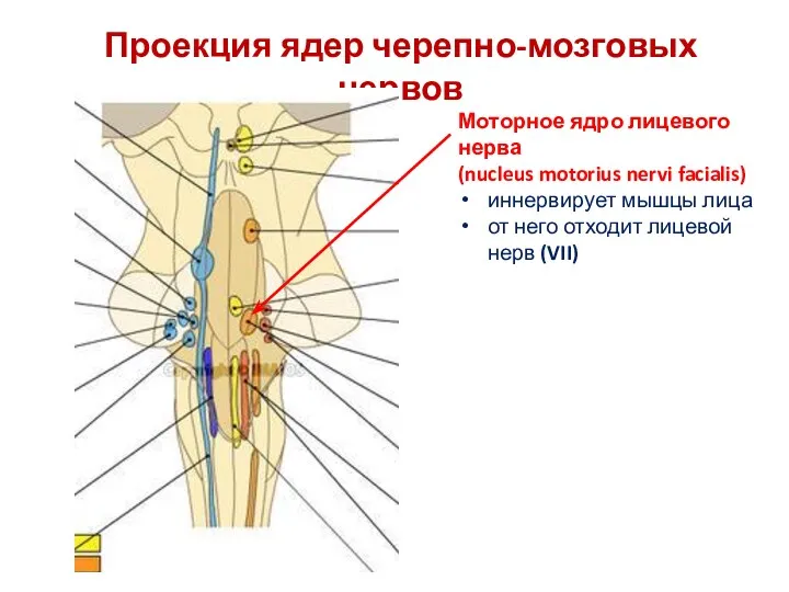 Проекция ядер черепно-мозговых нервов Моторное ядро лицевого нерва (nucleus motorius