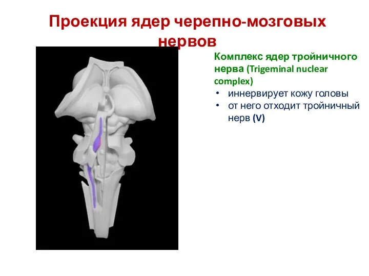 Проекция ядер черепно-мозговых нервов Комплекс ядер тройничного нерва (Trigeminal nuclear