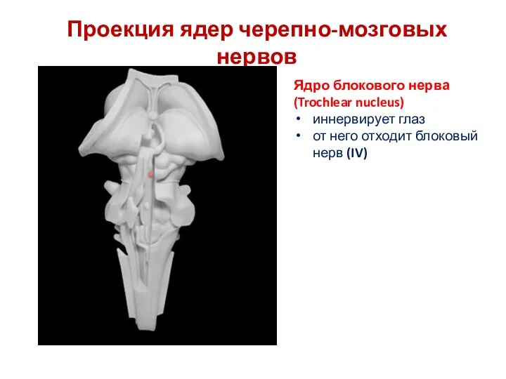 Проекция ядер черепно-мозговых нервов Ядро блокового нерва (Trochlear nucleus) иннервирует