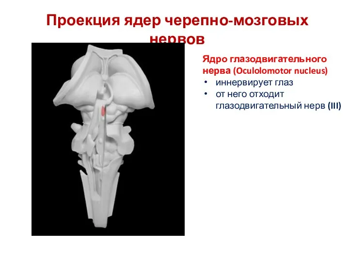 Проекция ядер черепно-мозговых нервов Ядро глазодвигательного нерва (Oculolomotor nucleus) иннервирует