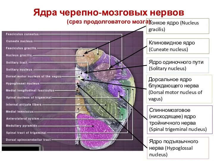 Ядра черепно-мозговых нервов (срез продолговатого мозга) Клиновидное ядро (Cuneate nucleus)