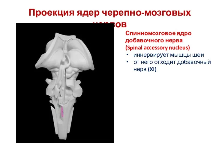 Проекция ядер черепно-мозговых нервов Спинномозговое ядро добавочного нерва (Spinal accessory